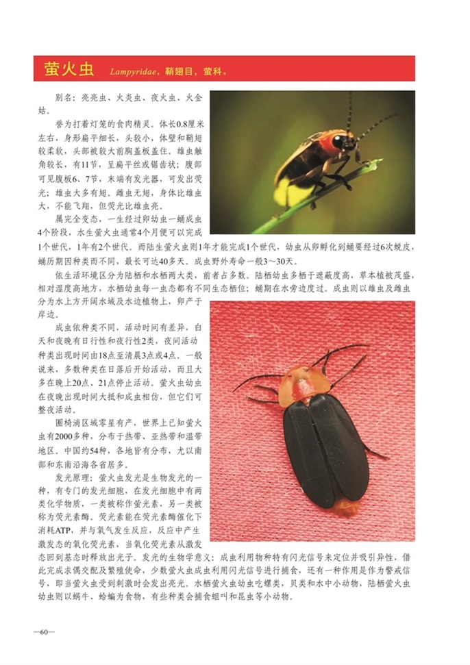 圈椅淌动物图谱——萤火虫