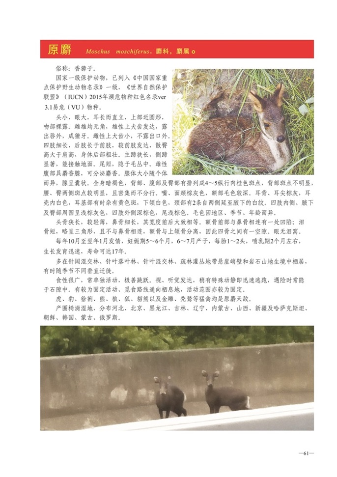 圈椅淌动物图谱——原麝