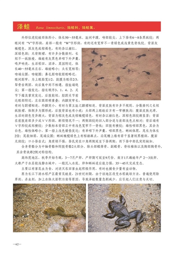 圈椅淌动物图谱——泽蛙