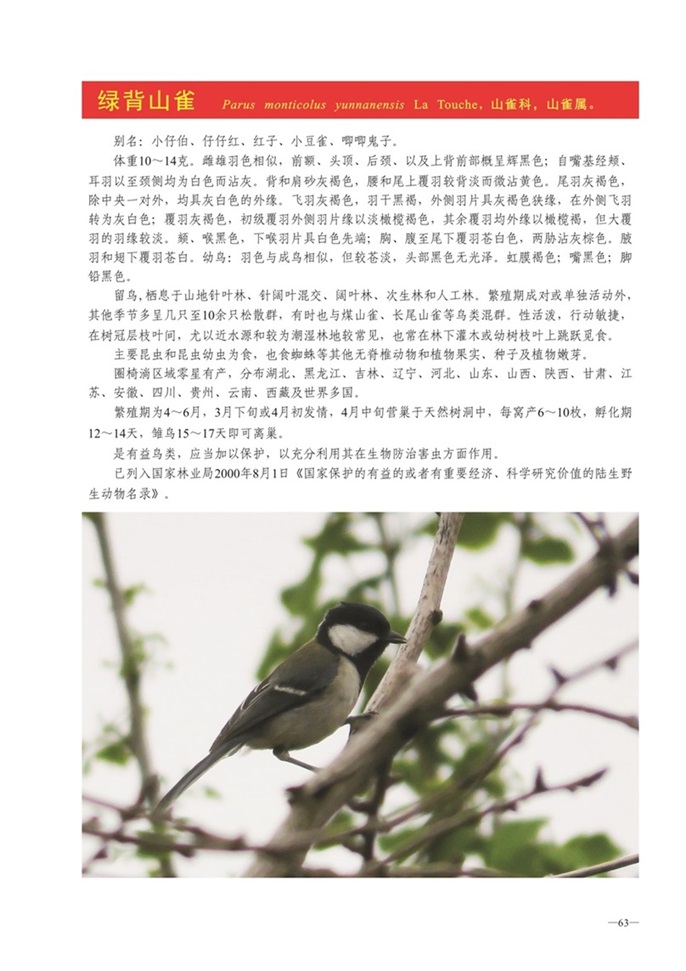 圈椅淌动物图谱——绿背山雀