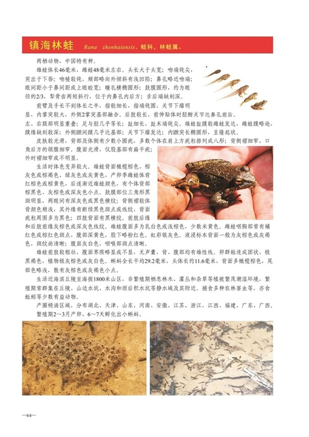 圈椅淌动物图谱——镇海林蛙