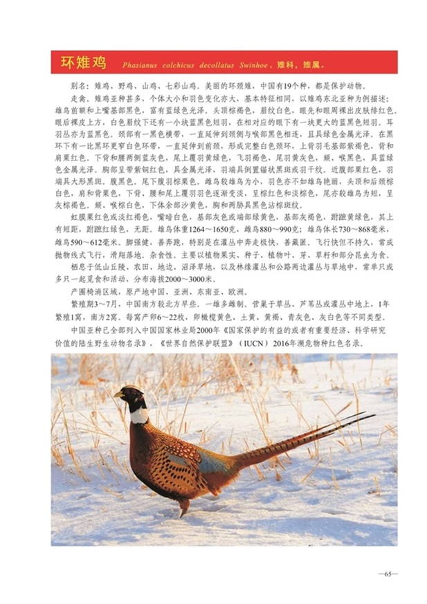 圈椅淌动物图谱——环颈雉