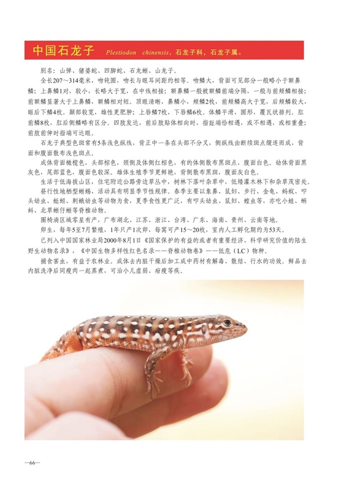 圈椅淌动物图谱——中国石龙子
