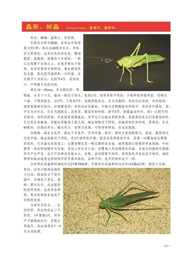 圈椅淌动物图谱——螽斯