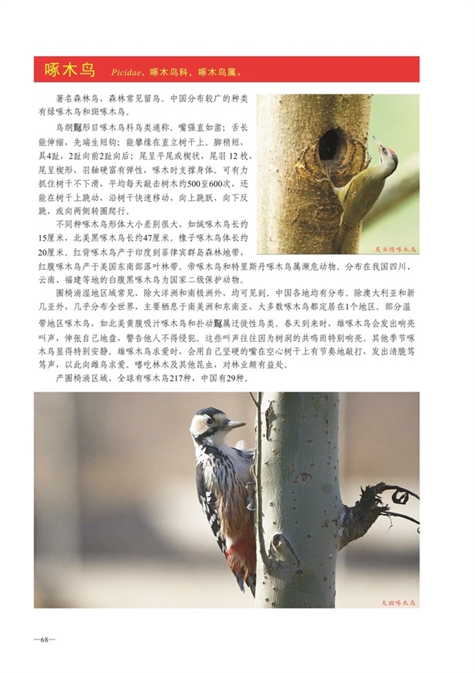 圈椅淌动物图谱——啄木鸟