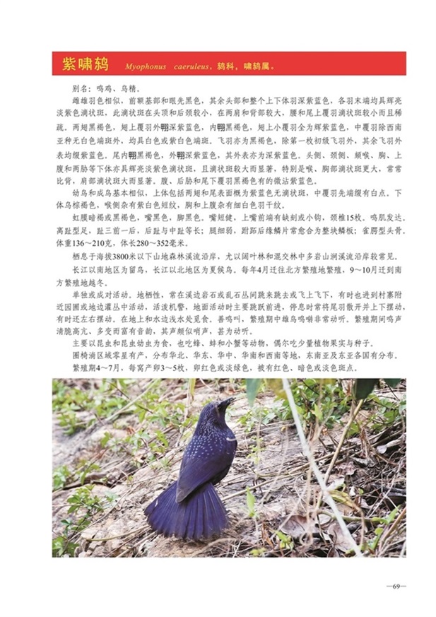 圈椅淌动物图谱——紫啸鸫