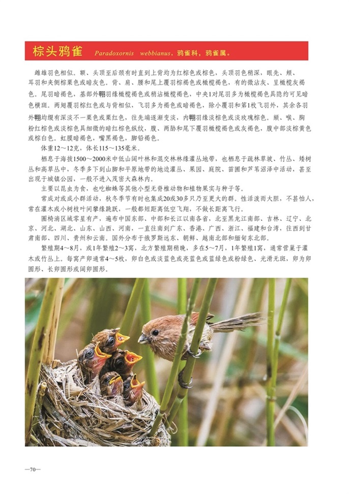 圈椅淌动物图谱——棕头鸦雀