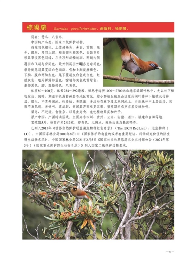 圈椅淌动物图谱——棕噪鹛