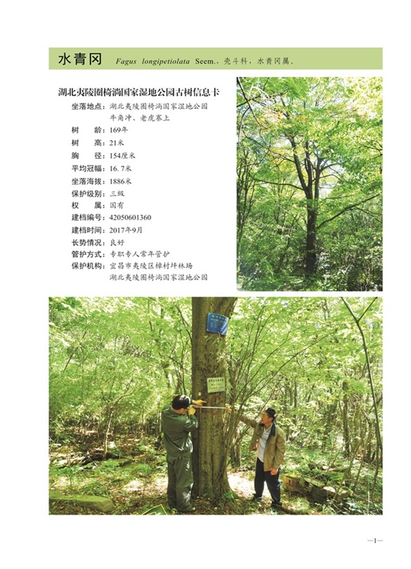 圈椅淌古树图谱——水青冈1360