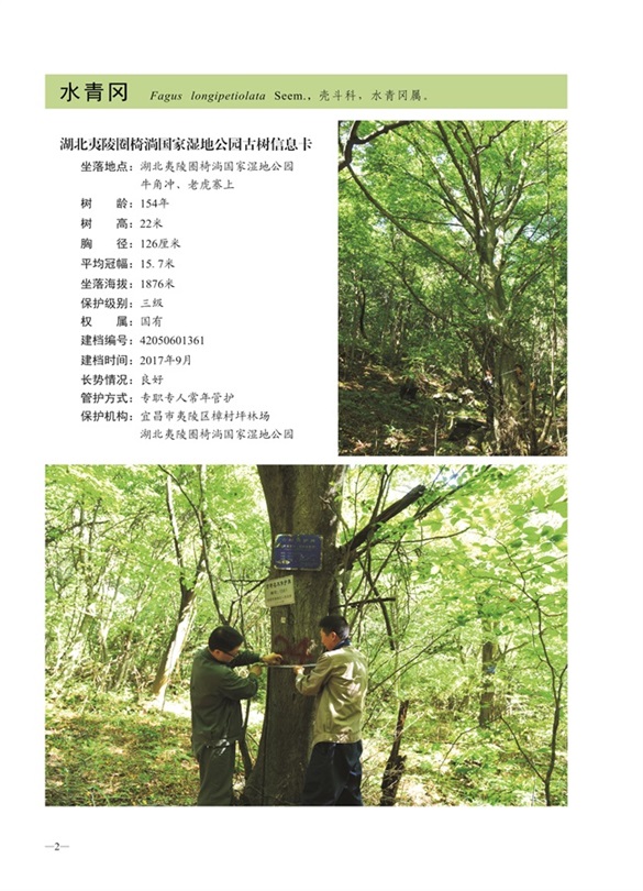 圈椅淌古树图谱——水青冈1361