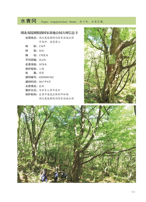 圈椅淌古树图谱——水青冈1362