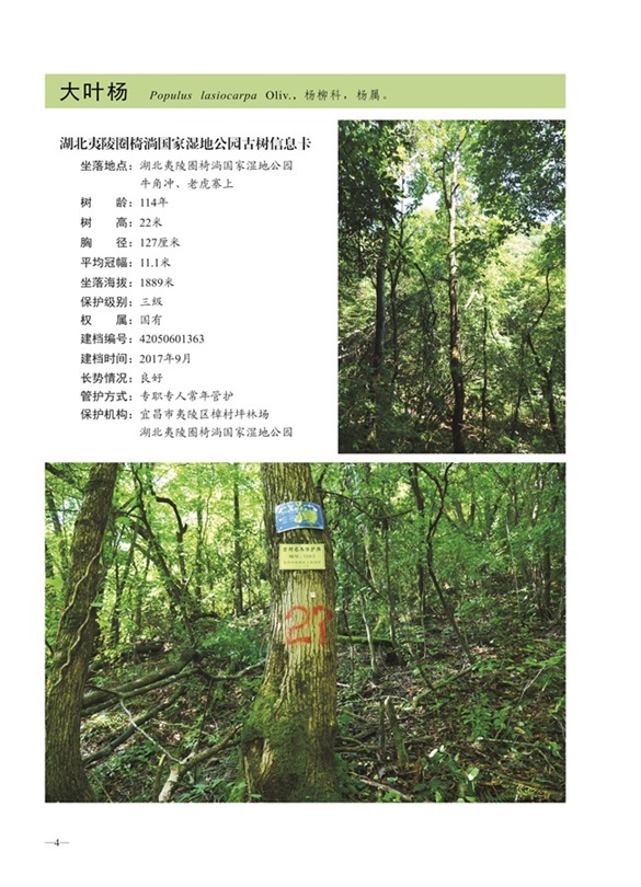 圈椅淌古树图谱——水青冈1363