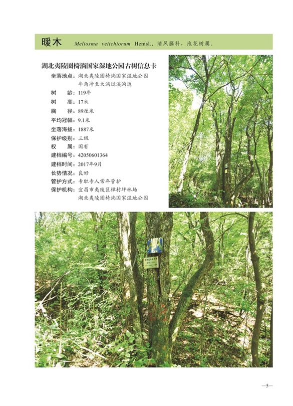 圈椅淌古树图谱——水青冈1364