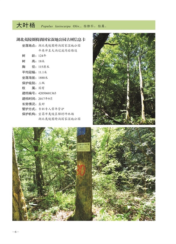 圈椅淌古树图谱——大叶杨1365