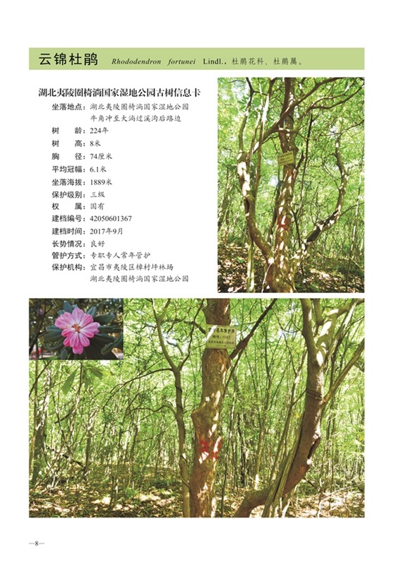 圈椅淌古树图谱——云锦杜鹃1367