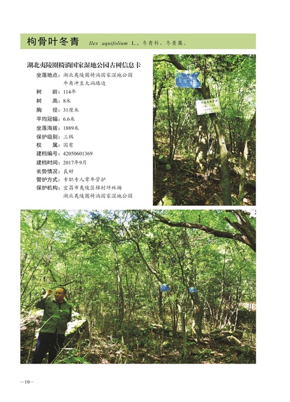 圈椅淌古树图谱——枸骨叶冬青1369