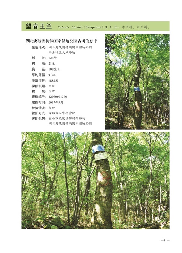 圈椅淌古树图谱——玉兰1370