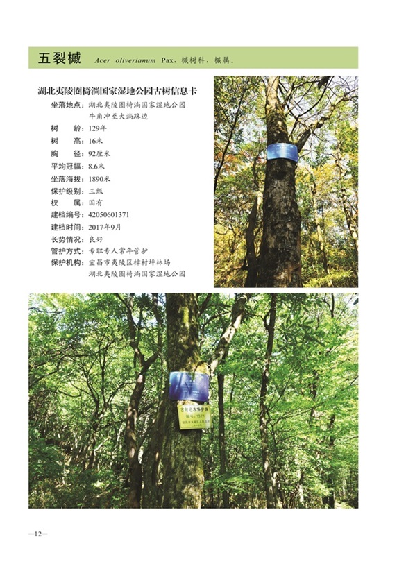 圈椅淌古树图谱——五裂槭1371