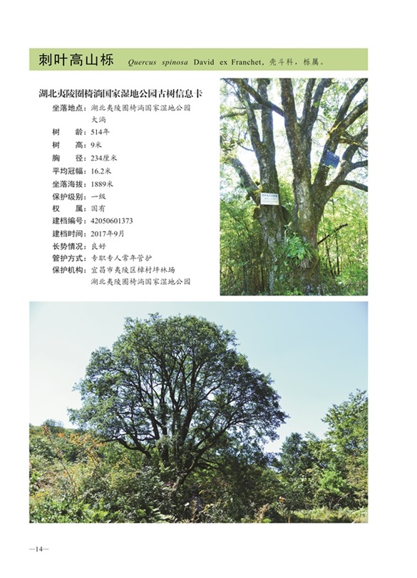 圈椅淌古树图谱——刺叶高山栎1373