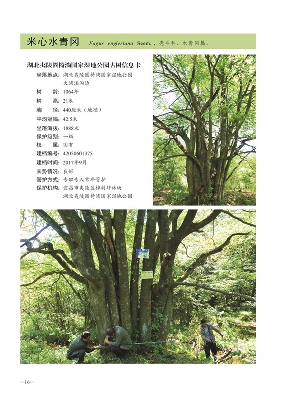 圈椅淌古树图谱——米心水青冈1375