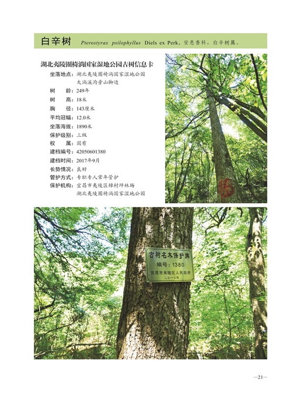 圈椅淌古树图谱——白辛树1380