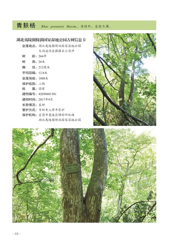 圈椅淌古树图谱——青麸杨1381