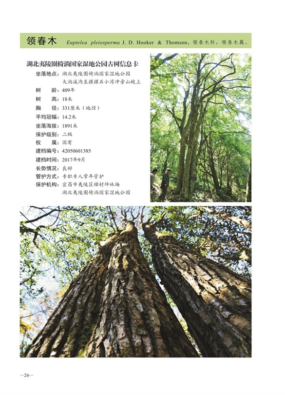 圈椅淌古树图谱——领春木1385