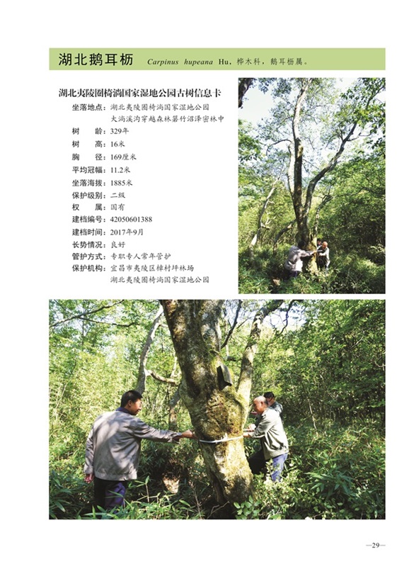 圈椅淌古树图谱——湖北鹅耳枥1388