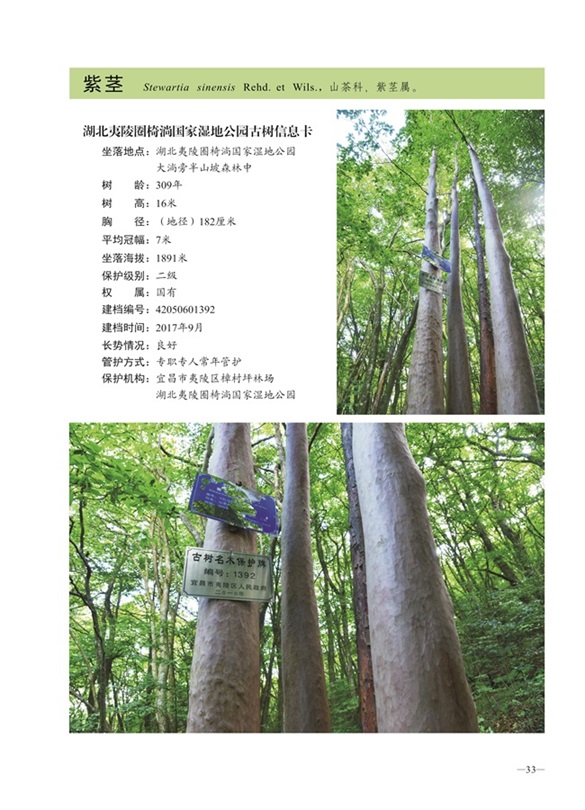 圈椅淌古树图谱——紫茎1392