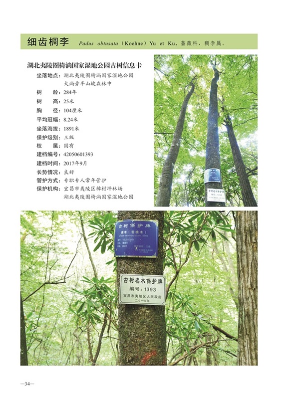 圈椅淌古树图谱——细齿椆李1393