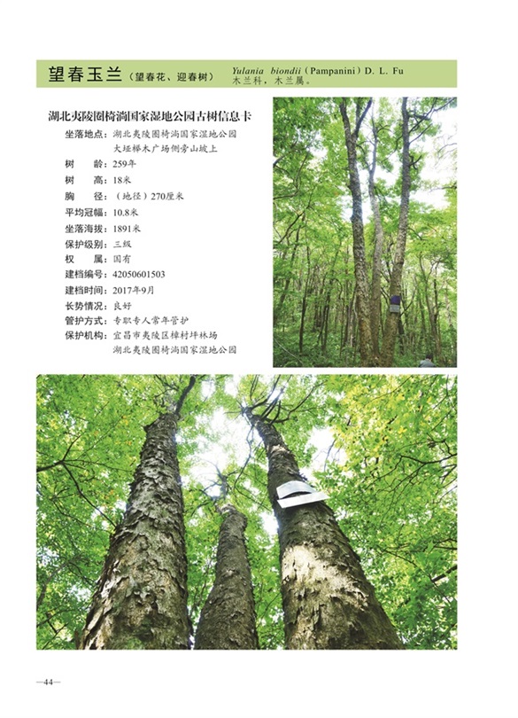 圈椅淌古树图谱——望春玉兰1503