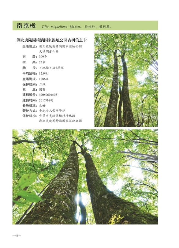 圈椅淌古树图谱——南京椴1505