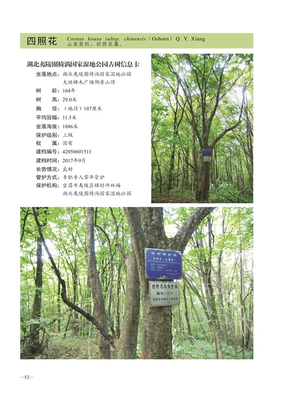 圈椅淌古树图谱——四照花1511