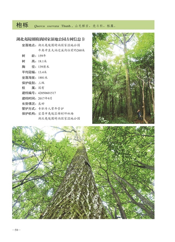 圈椅淌古树图谱——枹栎1517