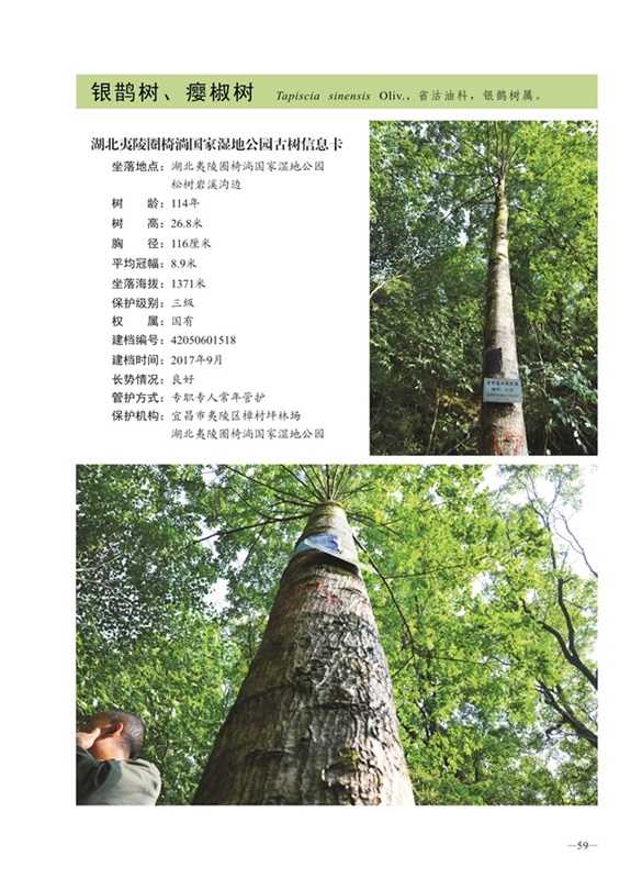 圈椅淌古树图谱——银鹊树1518