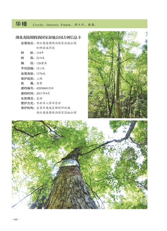 圈椅淌古树图谱——华榛1519