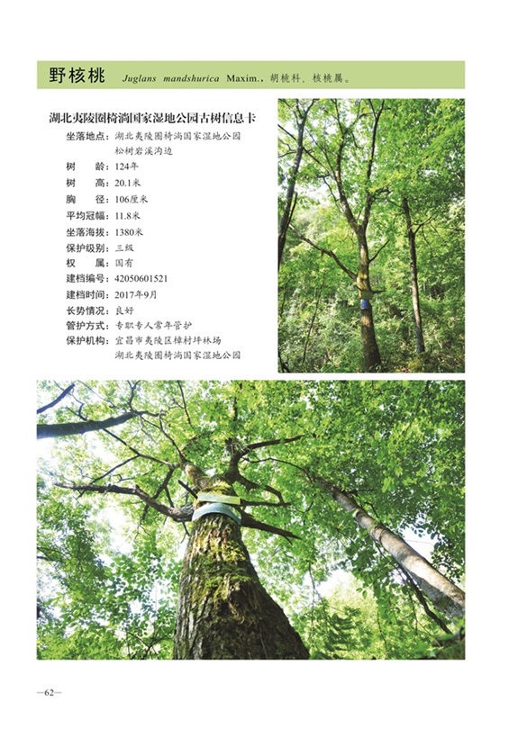 圈椅淌古树图谱——野核桃1521