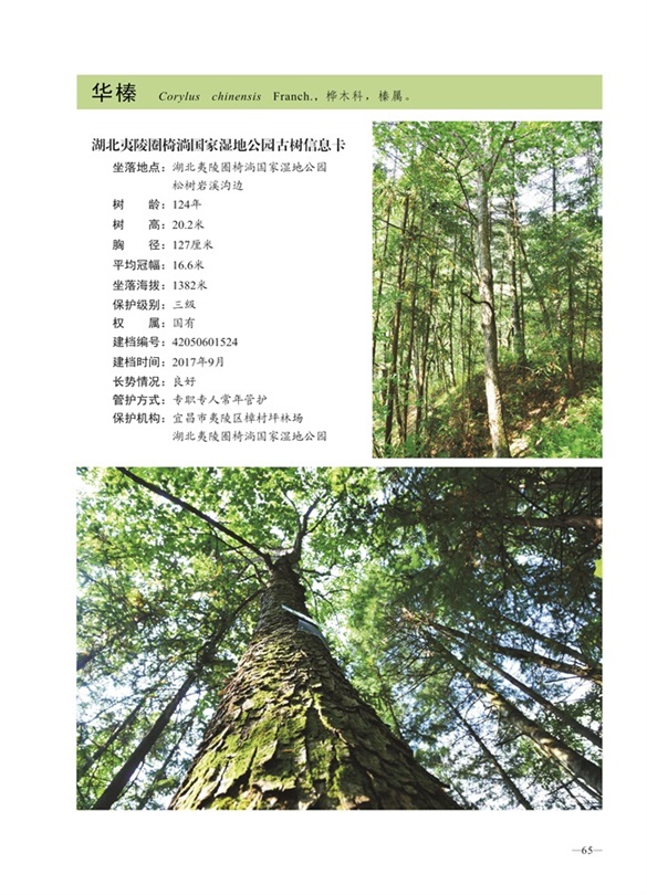 圈椅淌古树图谱——华榛1524