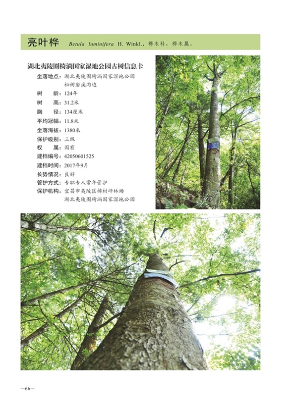 圈椅淌古树图谱——亮叶桦1525