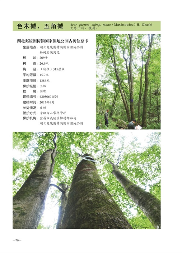 圈椅淌古树图谱——色木槭、五角槭1529