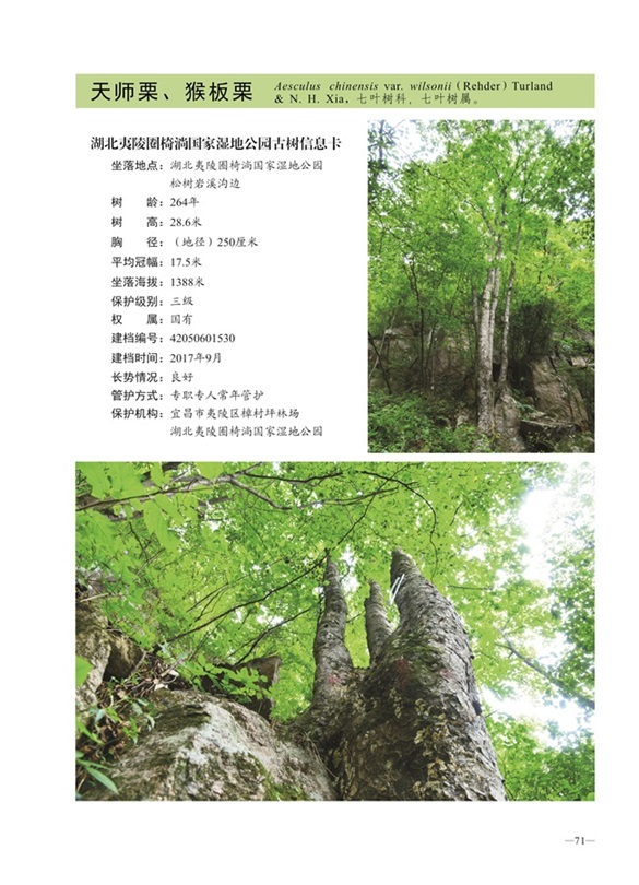 圈椅淌古树图谱——天师栗1530