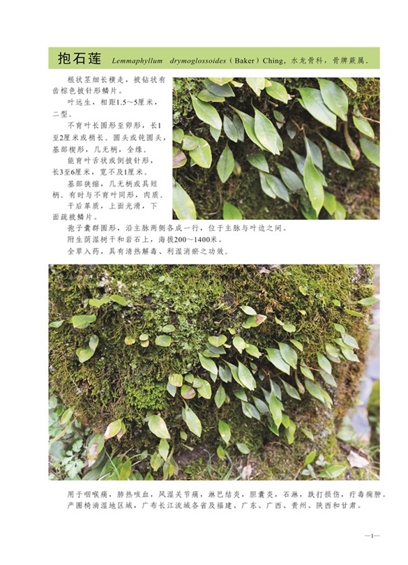 圈椅淌蕨类、苔藓、地衣图谱——抱石莲