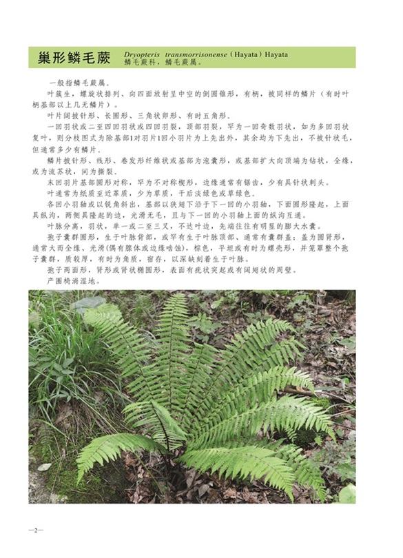 圈椅淌蕨类、苔藓、地衣图谱——巢形鳞毛蕨