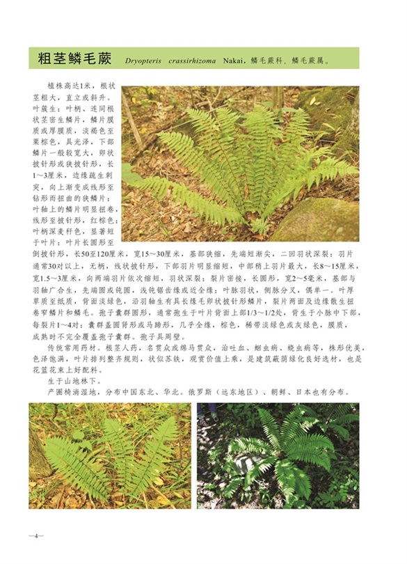 圈椅淌蕨类、苔藓、地衣图谱——粗茎鳞毛蕨