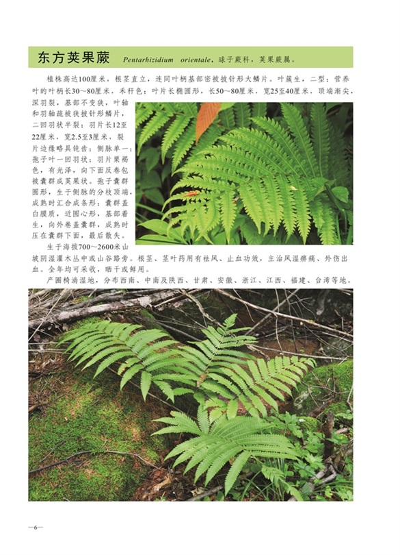 圈椅淌蕨类、苔藓、地衣图谱——东方荚果蕨