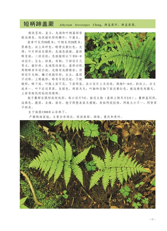 圈椅淌蕨类、苔藓、地衣图谱——短柄蹄盖蕨