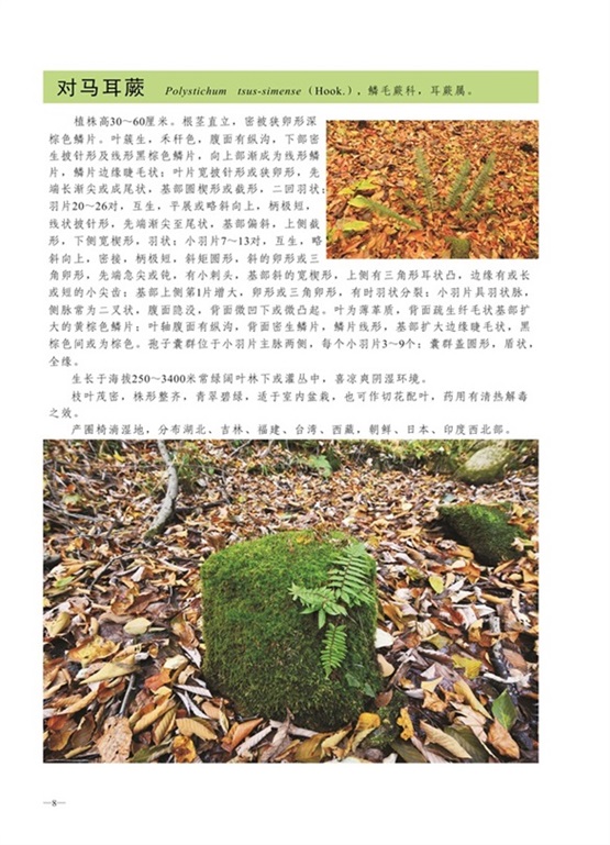 圈椅淌蕨类、苔藓、地衣图谱——对马耳蕨