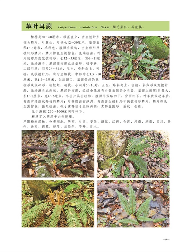 圈椅淌蕨类、苔藓、地衣图谱——革叶耳蕨