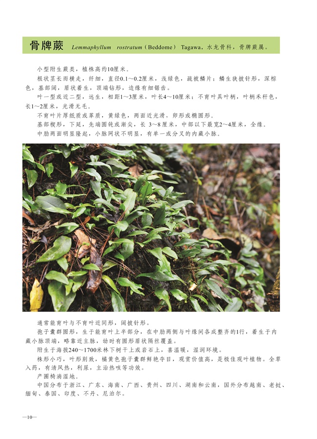 圈椅淌蕨类、苔藓、地衣图谱——骨牌蕨