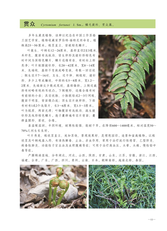 圈椅淌蕨类、苔藓、地衣图谱——贯众